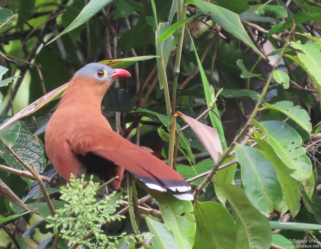 Black-bellied Cuckooadult