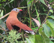 Black-bellied Cuckoo