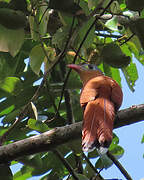 Black-bellied Cuckoo