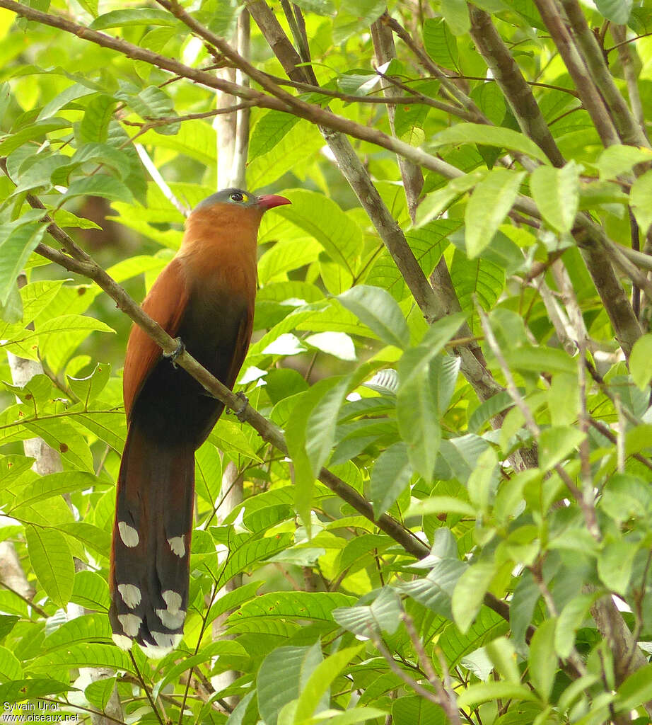 Piaye à ventre noiradulte, identification