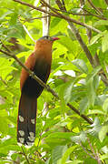 Black-bellied Cuckoo