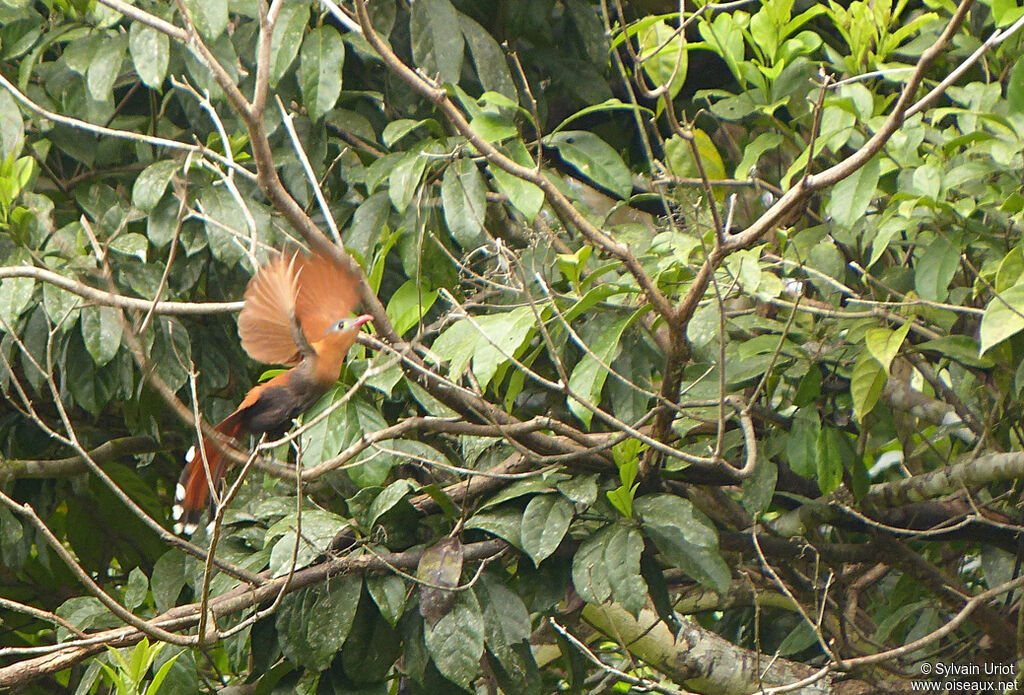 Black-bellied Cuckoo