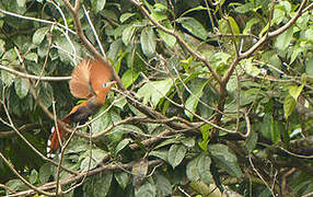 Black-bellied Cuckoo