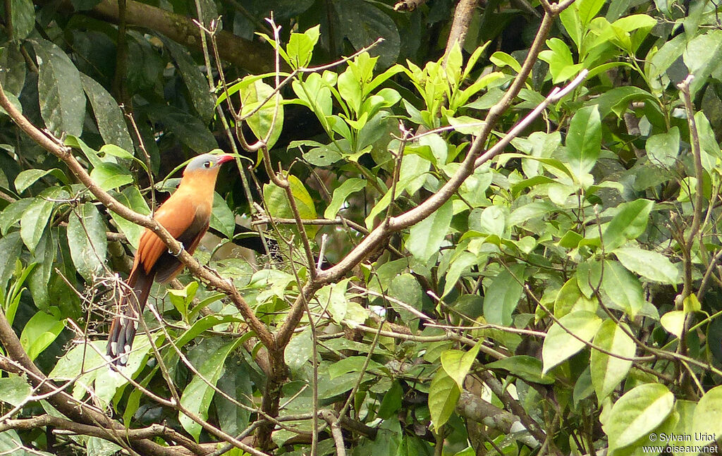 Black-bellied Cuckoo