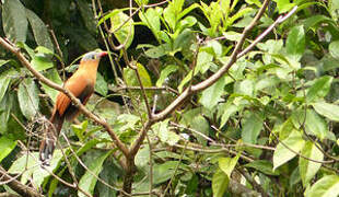 Black-bellied Cuckoo