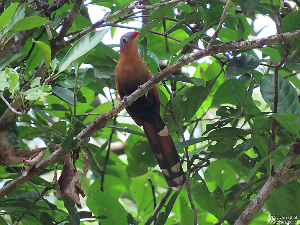 Black-bellied Cuckooadult