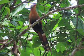 Black-bellied Cuckoo