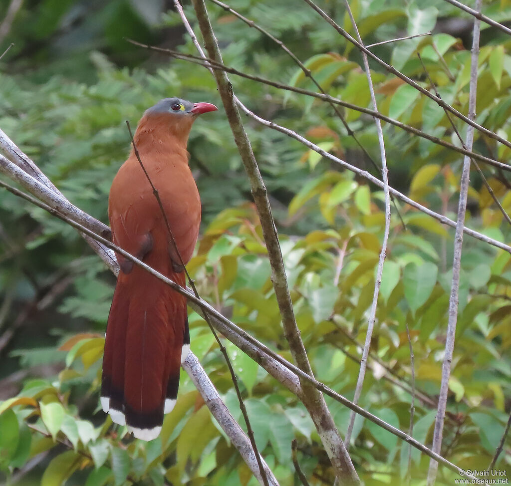 Black-bellied Cuckooadult