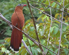 Black-bellied Cuckoo