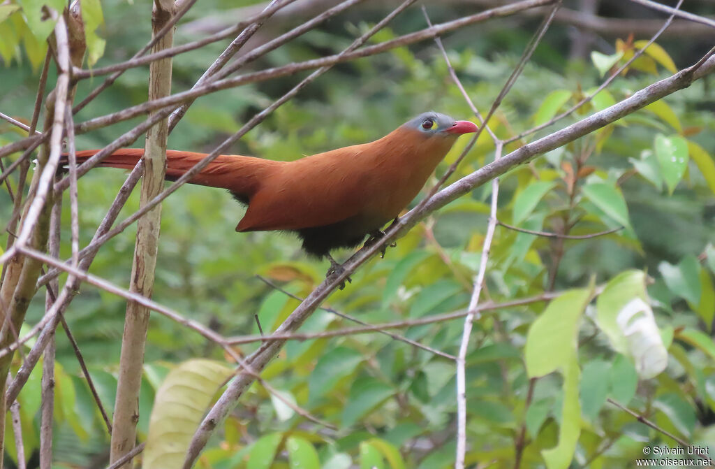 Black-bellied Cuckooadult