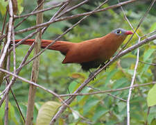 Black-bellied Cuckoo