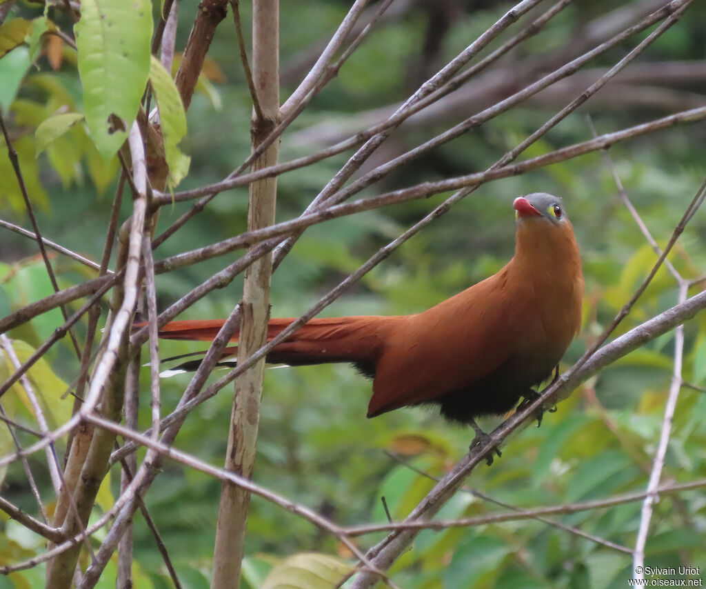 Black-bellied Cuckooadult