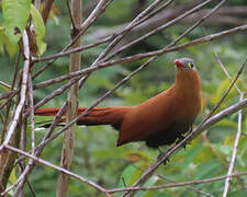 Black-bellied Cuckoo