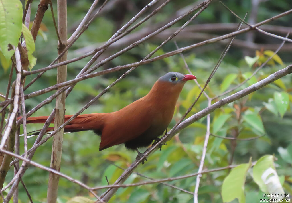 Black-bellied Cuckooadult