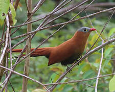 Black-bellied Cuckoo