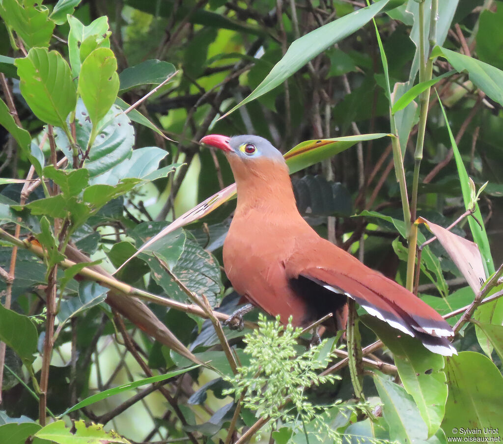 Black-bellied Cuckooadult