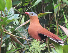 Black-bellied Cuckoo