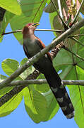 Squirrel Cuckoo