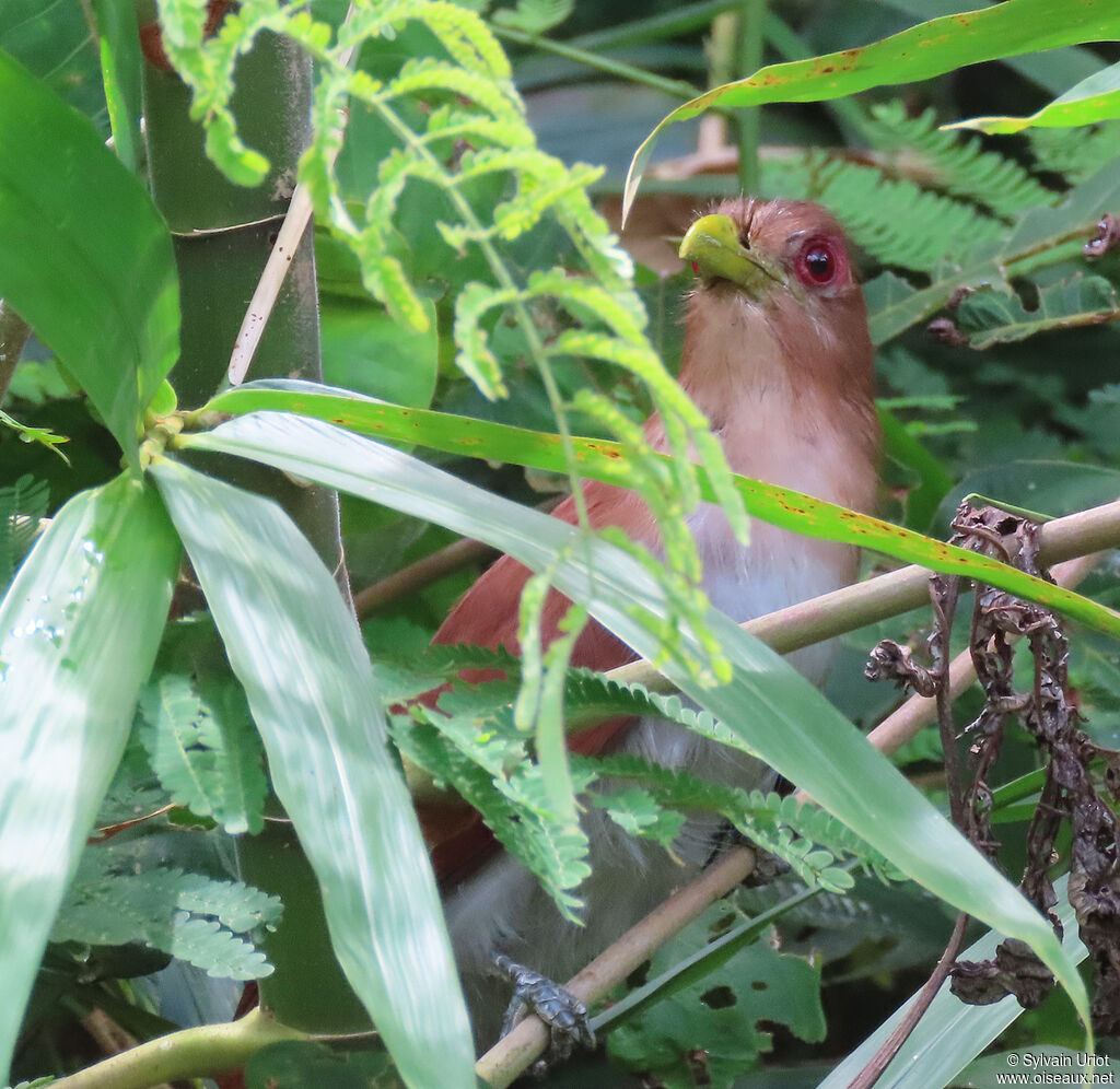 Piaye écureuiladulte