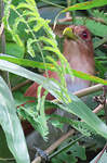Piaye écureuil