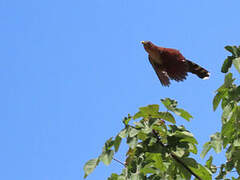 Squirrel Cuckoo