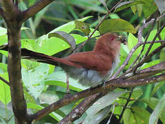 Squirrel Cuckoo