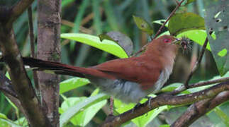 Squirrel Cuckoo