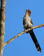 Squirrel Cuckoo