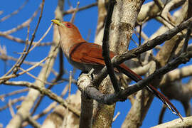 Squirrel Cuckoo