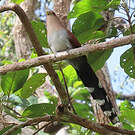 Piaye écureuil