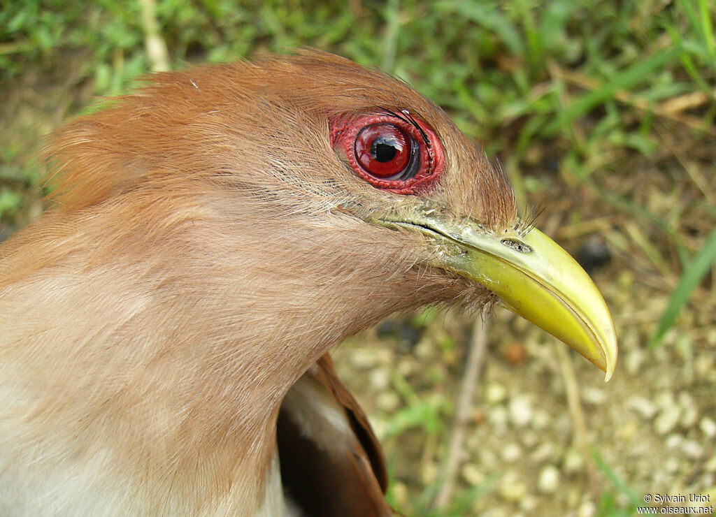 Piaye écureuiladulte