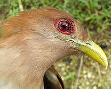 Squirrel Cuckoo