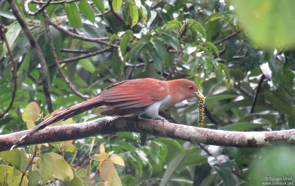 Piaye écureuiladulte