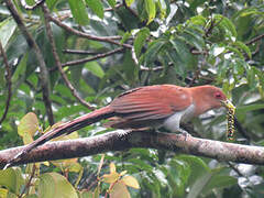 Squirrel Cuckoo