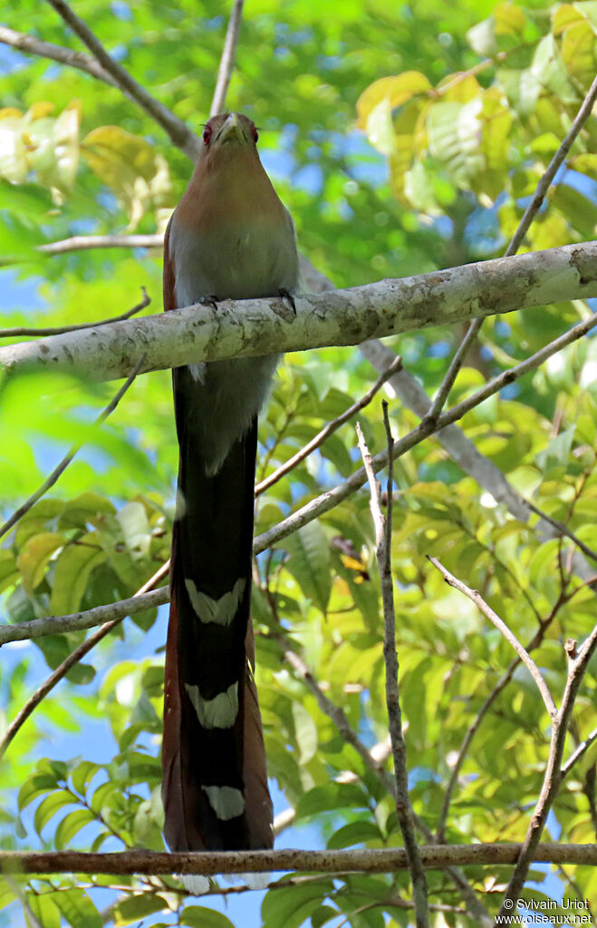 Piaye écureuiladulte