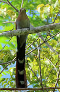 Squirrel Cuckoo