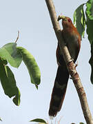 Squirrel Cuckoo