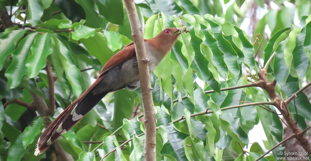 Squirrel Cuckoo