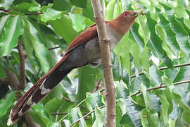 Squirrel Cuckoo