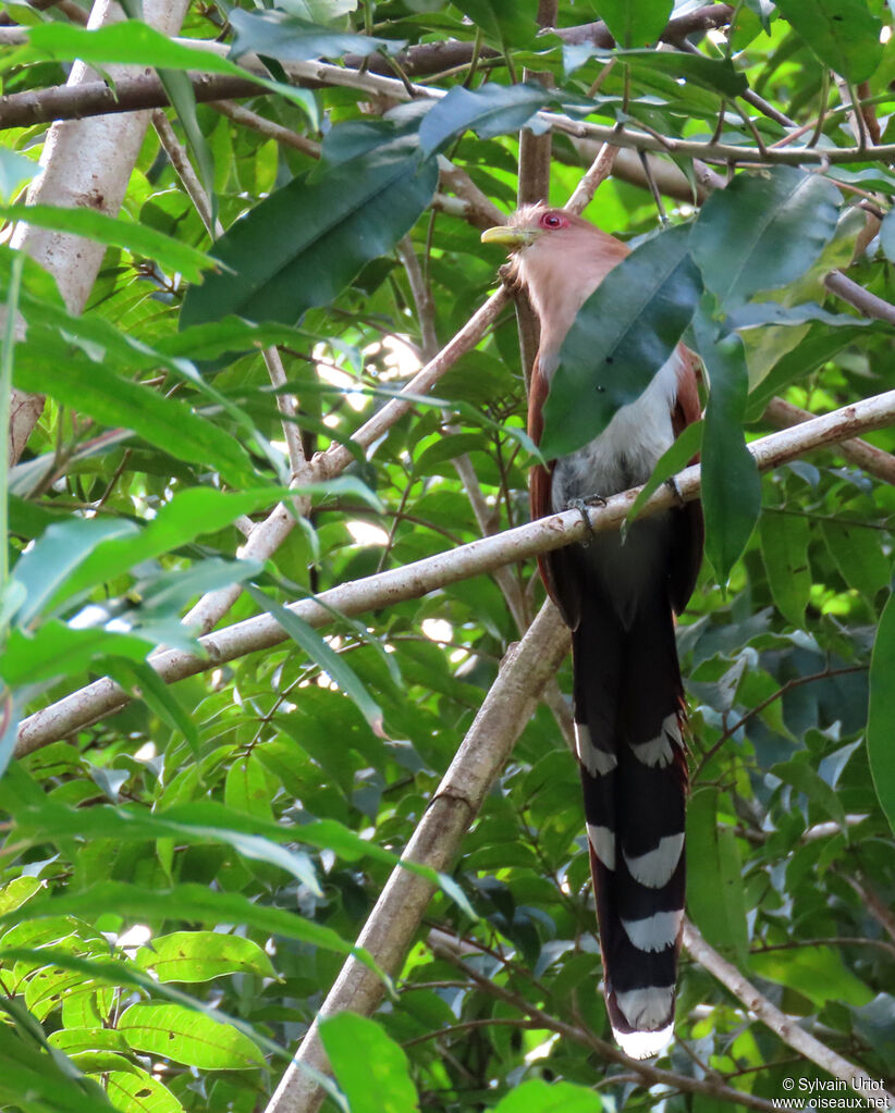 Piaye écureuiladulte