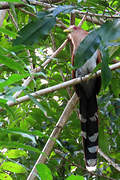 Squirrel Cuckoo