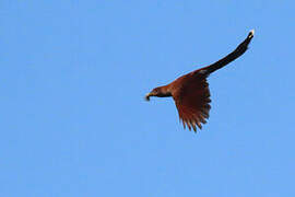 Squirrel Cuckoo