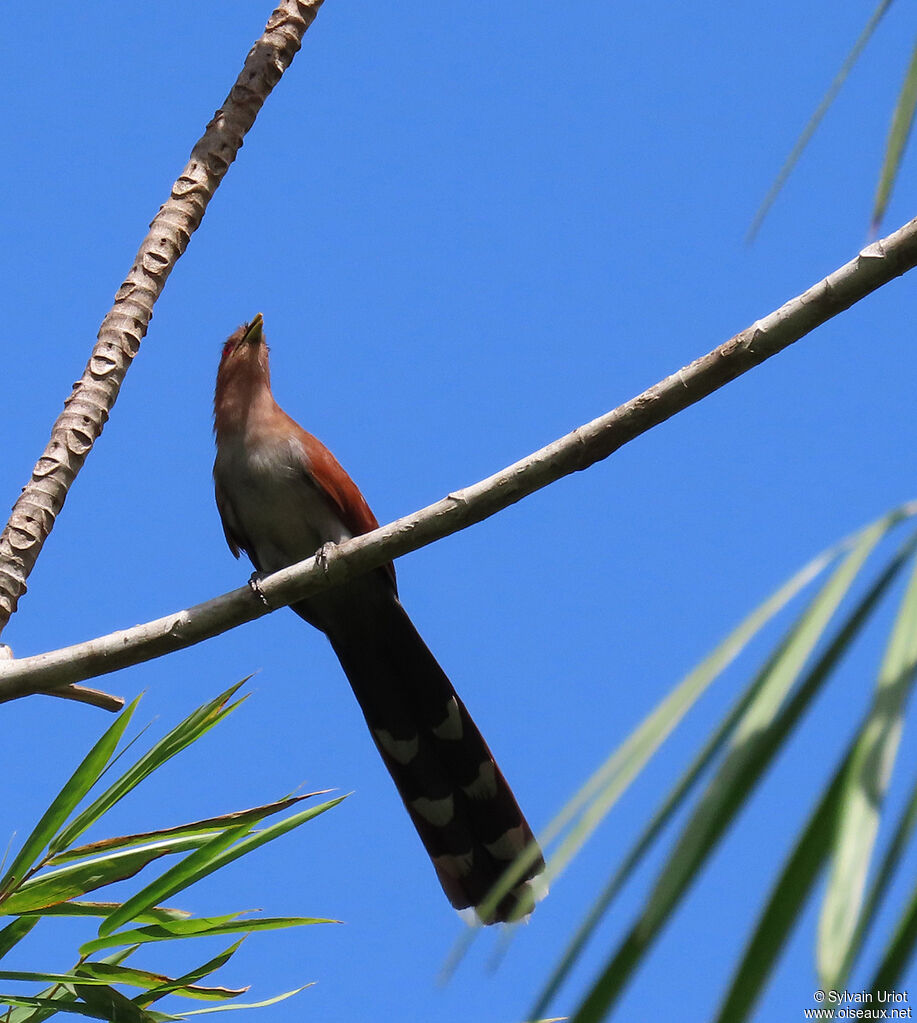 Piaye écureuiladulte