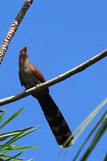 Squirrel Cuckoo