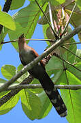 Squirrel Cuckoo