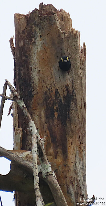 Yellow-tufted Woodpeckeradult