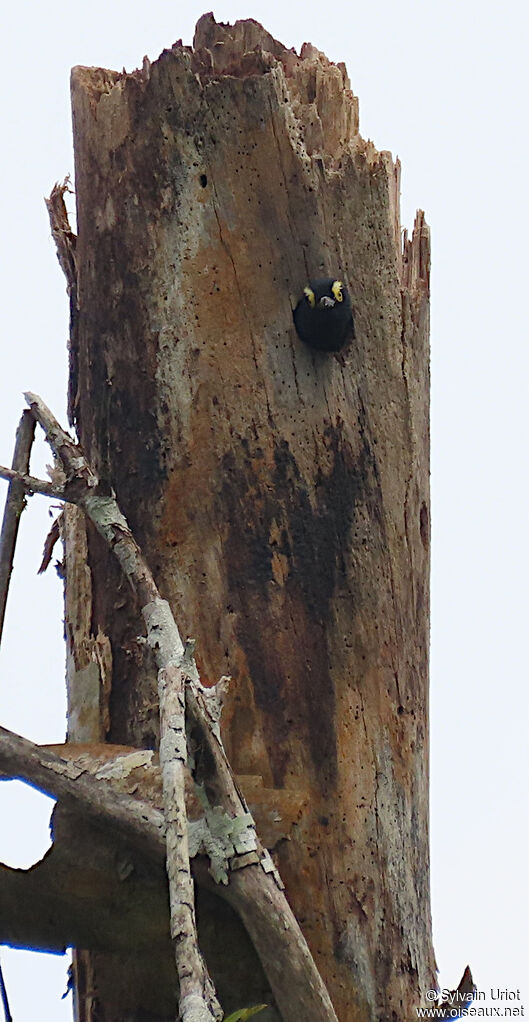 Yellow-tufted Woodpeckeradult