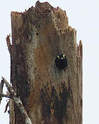 Yellow-tufted Woodpecker