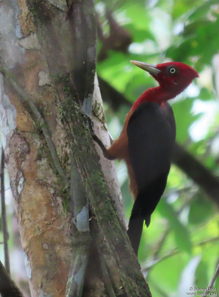 Red-necked Woodpecker male adult