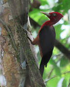 Red-necked Woodpecker